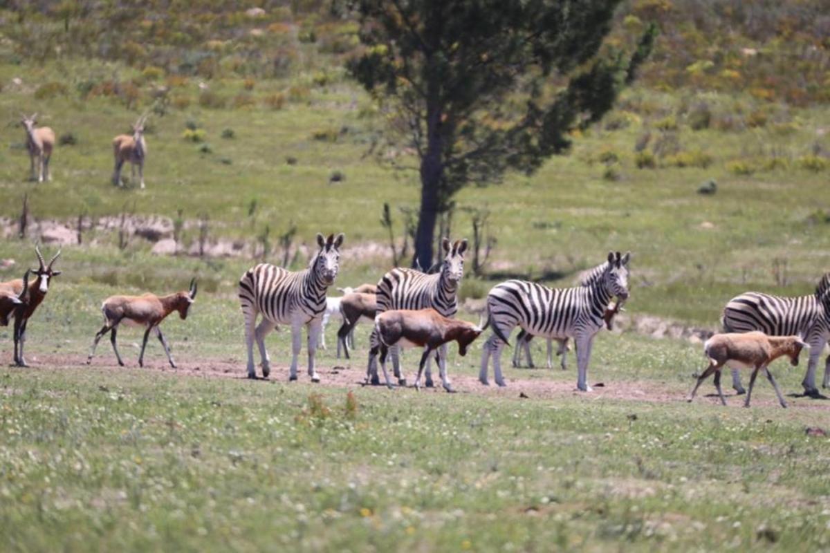 Вилла Soloko Game Farm Kareedouw Экстерьер фото