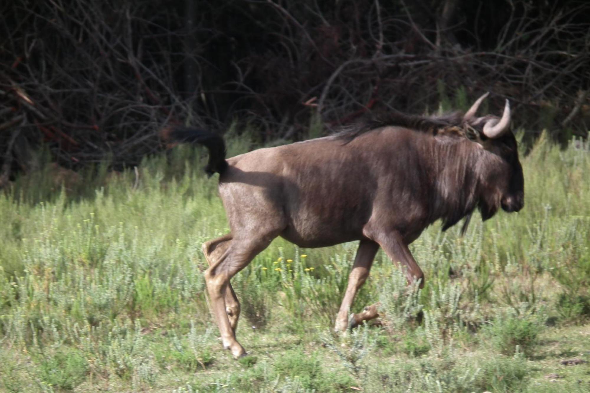 Вилла Soloko Game Farm Kareedouw Экстерьер фото
